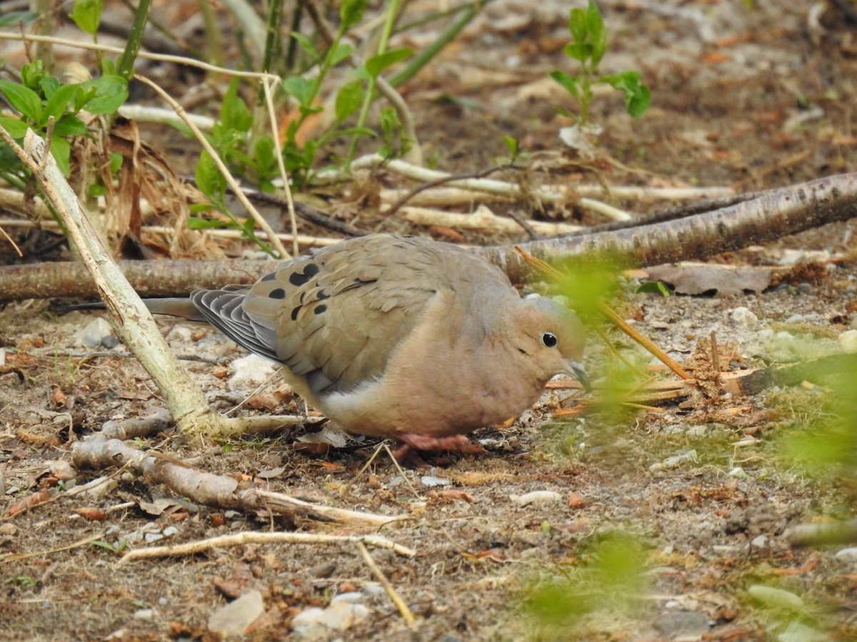 Mourning Dove - ML657527259
