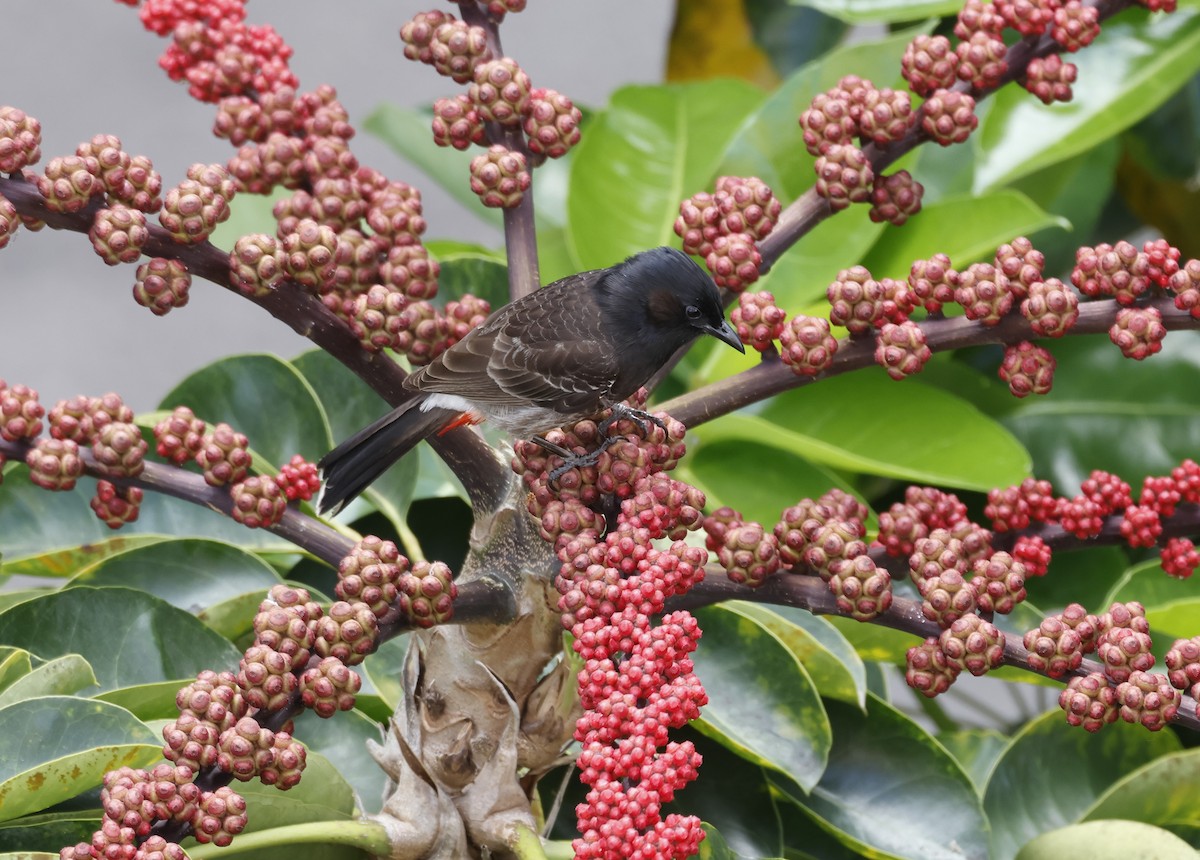 Red-vented Bulbul - ML657527261