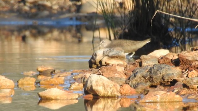 Green Sandpiper - ML657527312