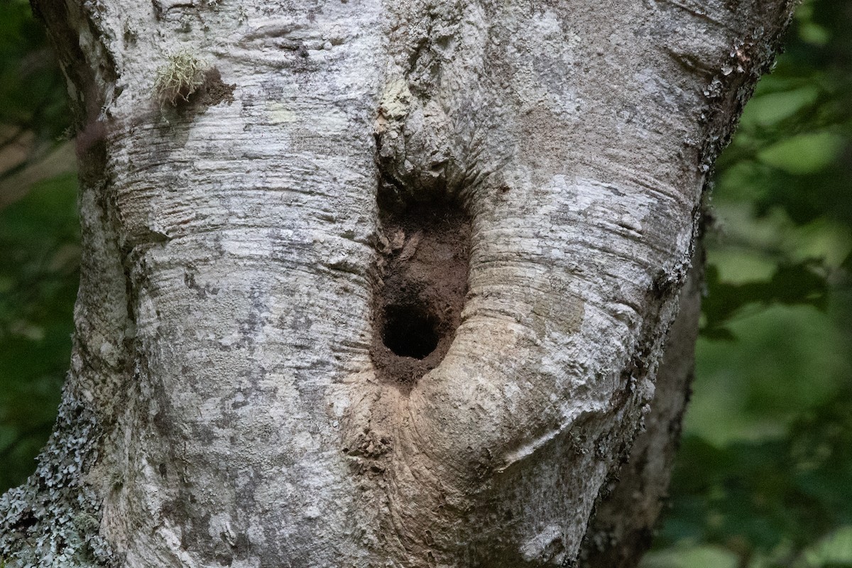 Garrapo eurasiarra - ML657527804