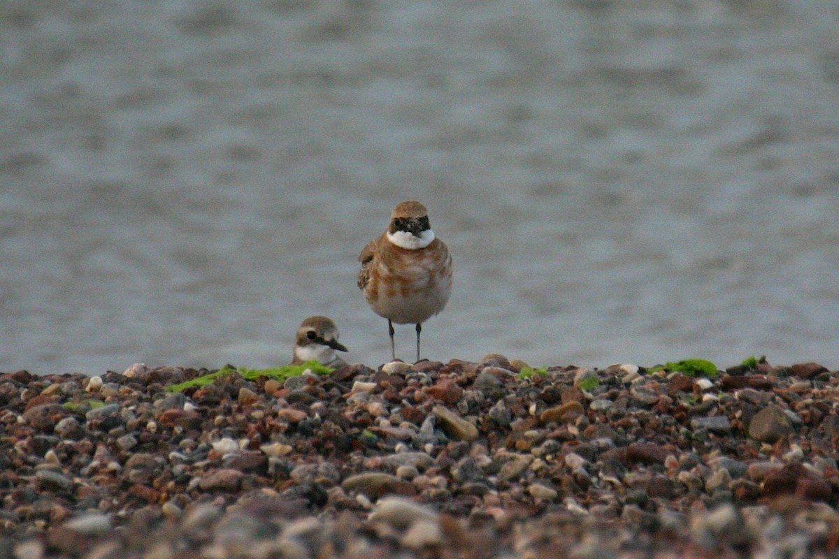 Greater Sand-Plover - ML657528068