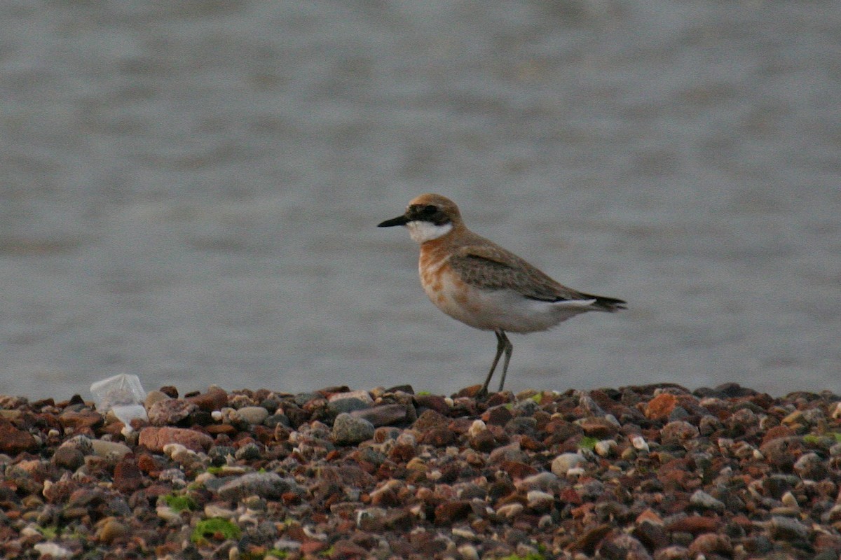 Greater Sand-Plover - ML657528117