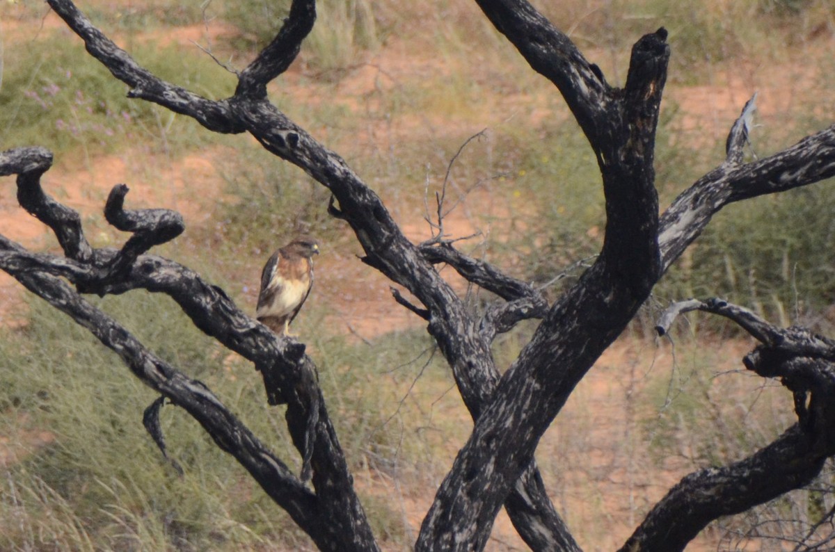 Jackal Buzzard - ML657528668