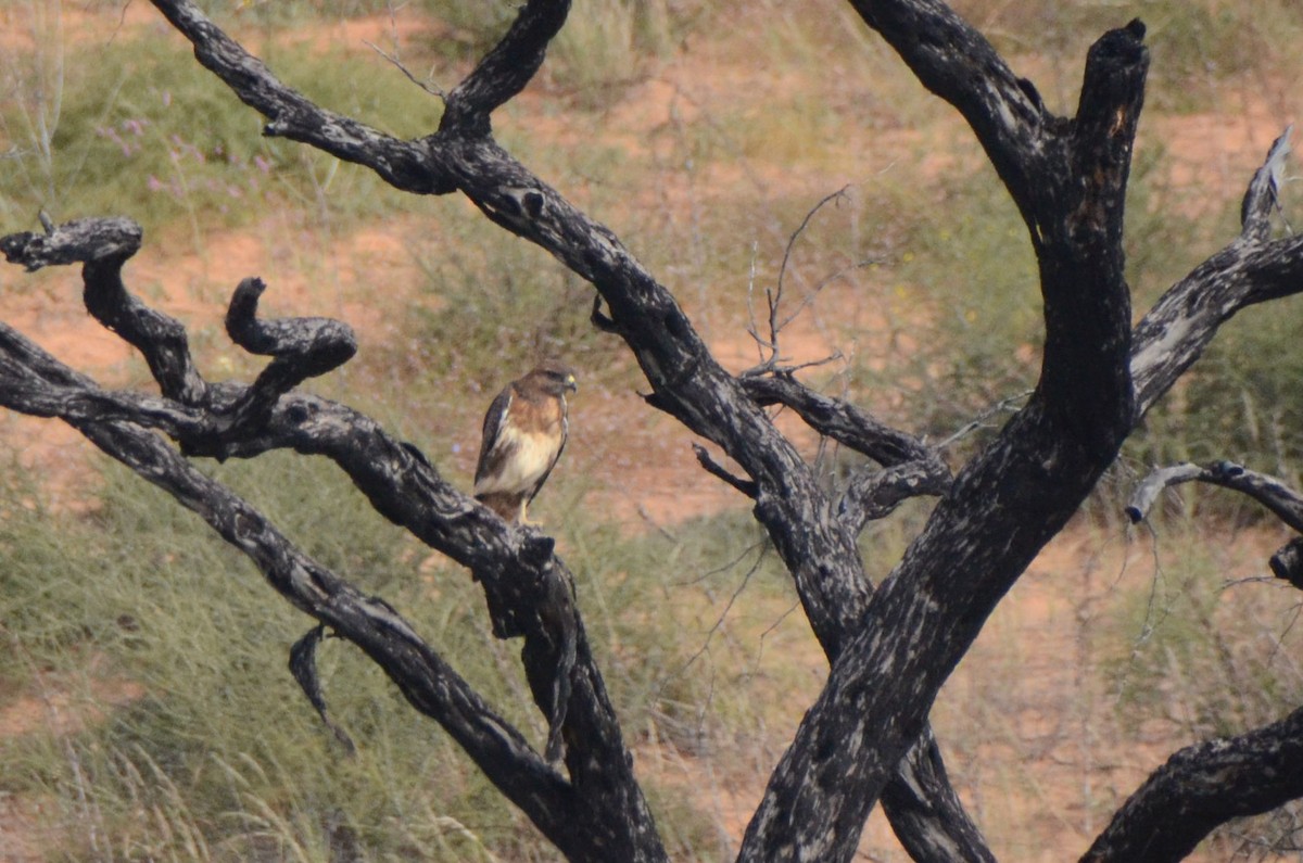 Jackal Buzzard - ML657528699