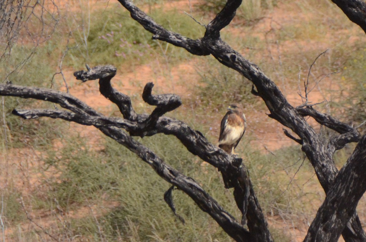 Jackal Buzzard - ML657528710