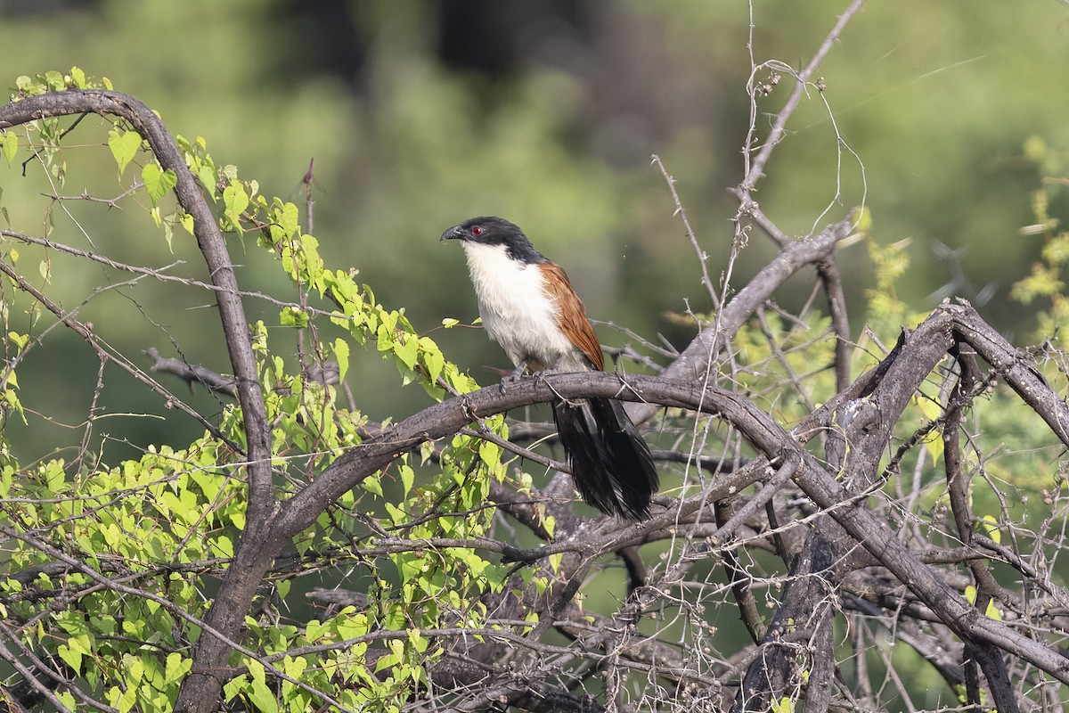 Burchell's Coucal - ML657528737