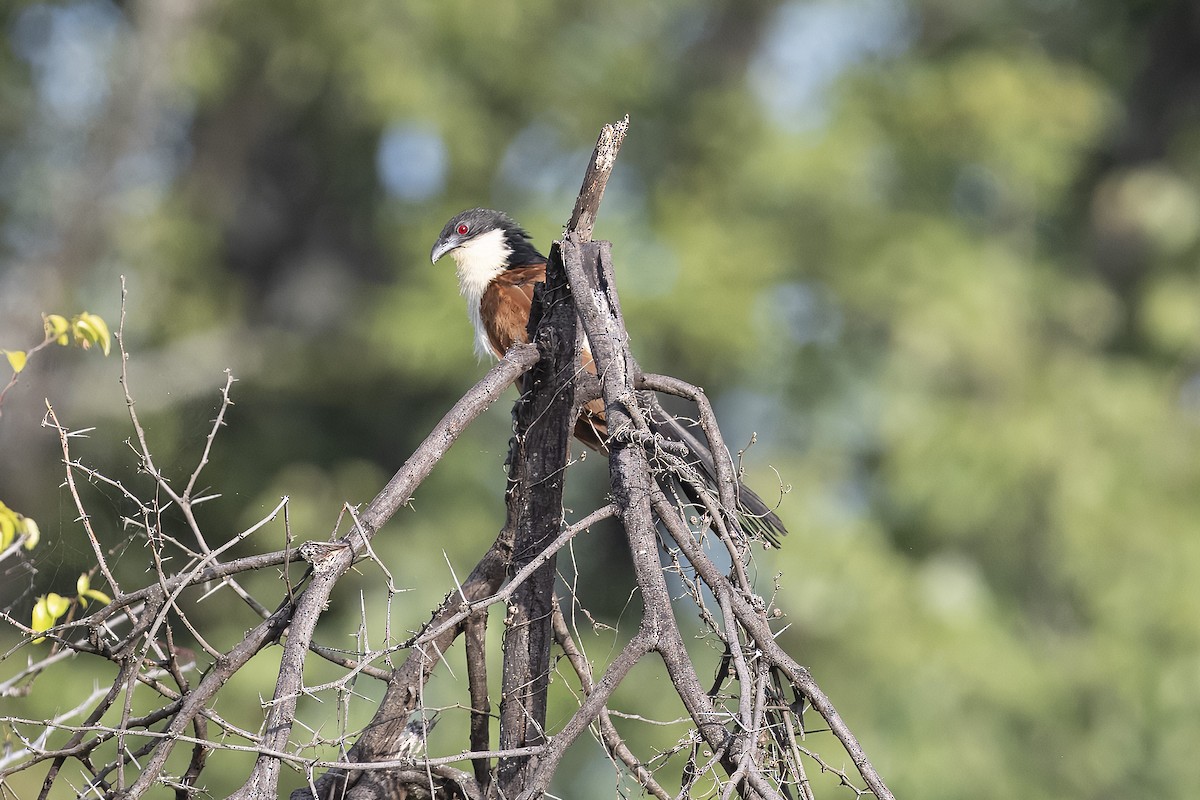 Burchell's Coucal - ML657529059