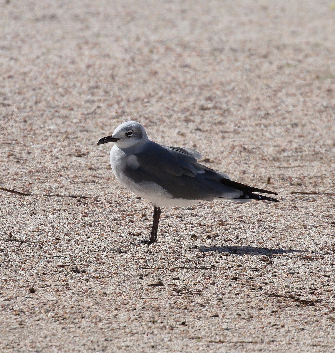 Mouette atricille - ML65752911