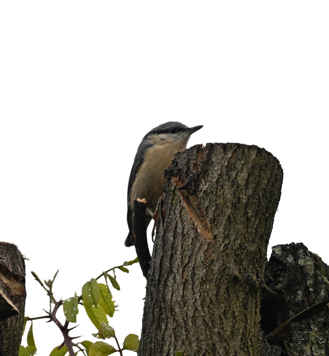 Garrapo eurasiarra - ML657529193