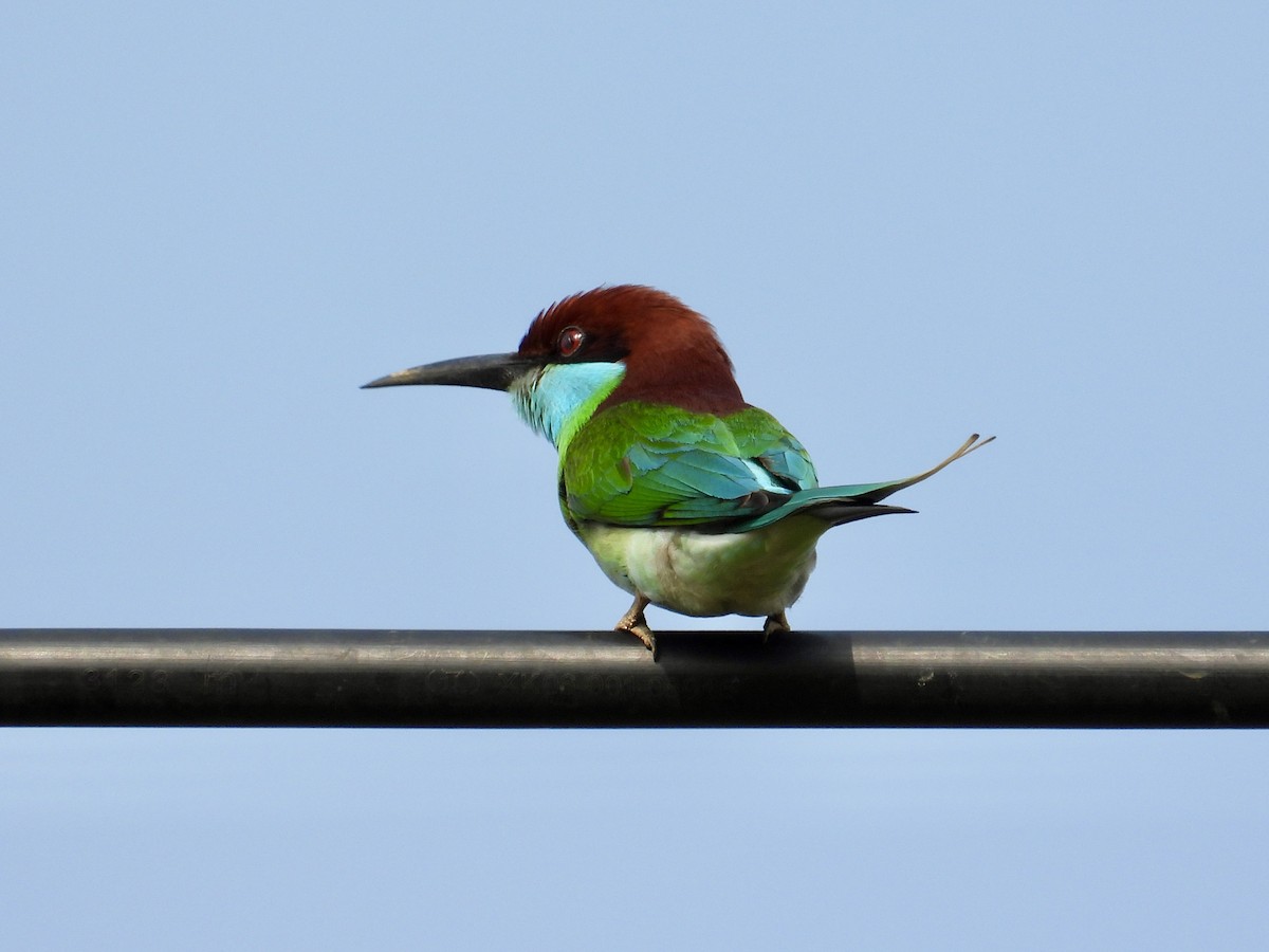 Blue-throated Bee-eater - ML657529403