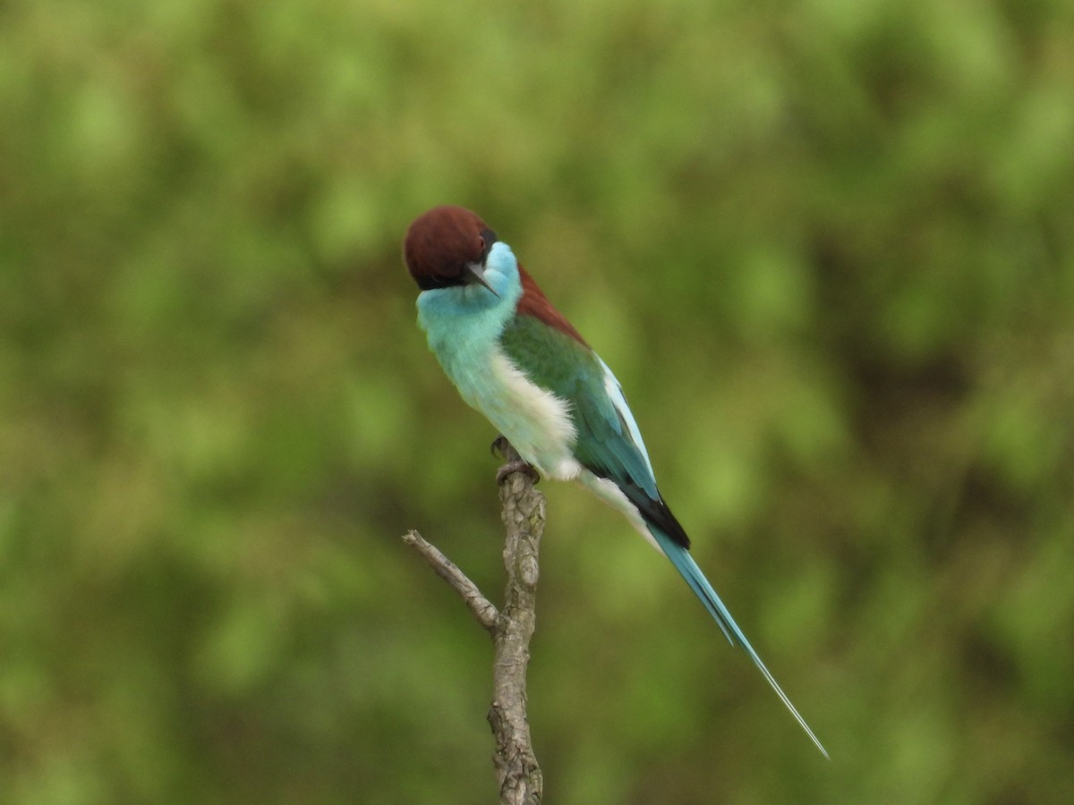 Blue-throated Bee-eater - ML657529408
