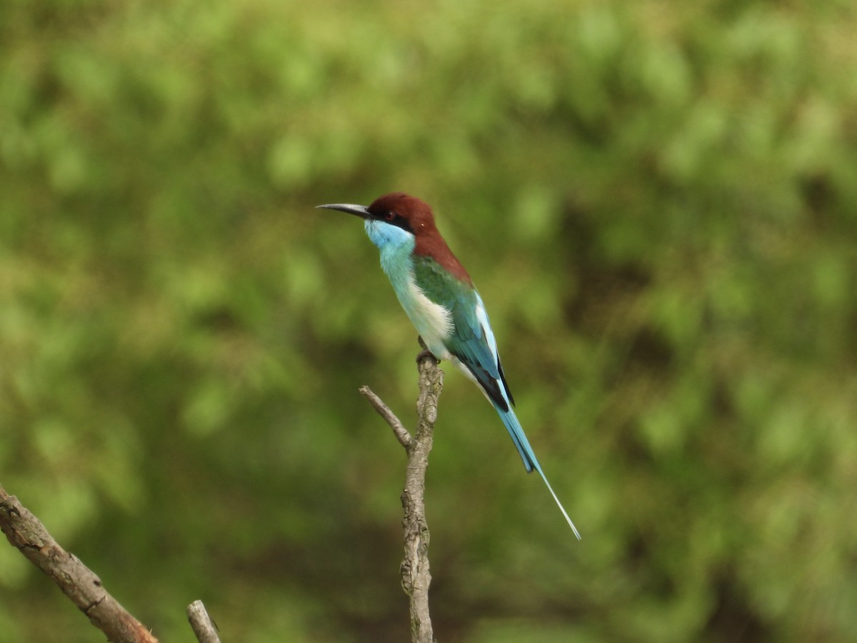 Blue-throated Bee-eater - ML657529409