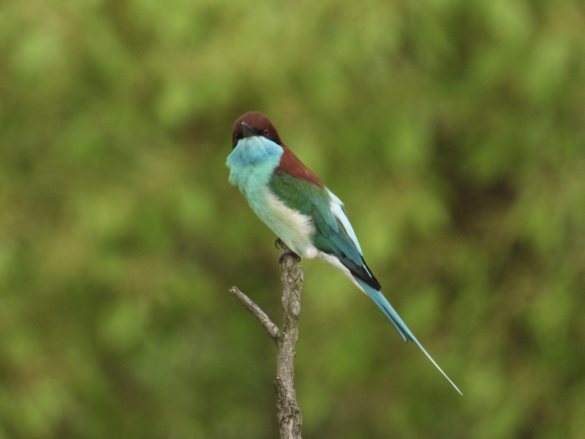 Blue-throated Bee-eater - ML657529411