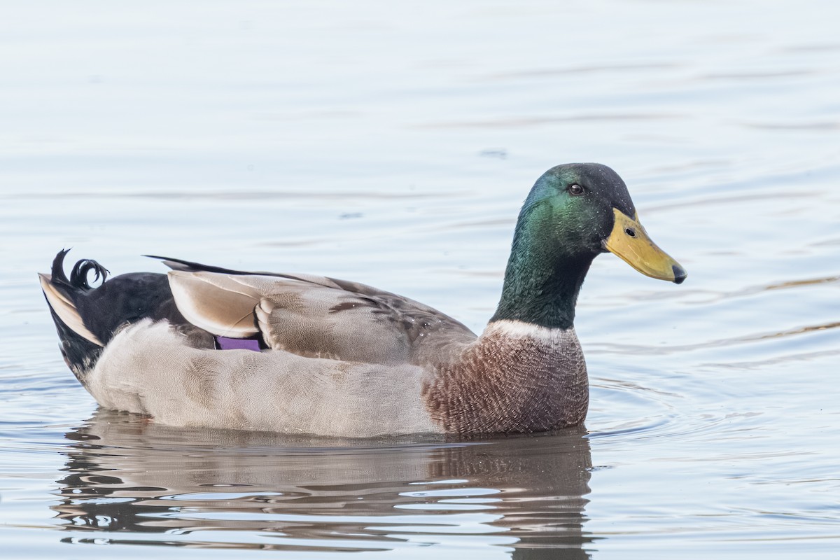 Mallard (Domestic type) - ML657529474