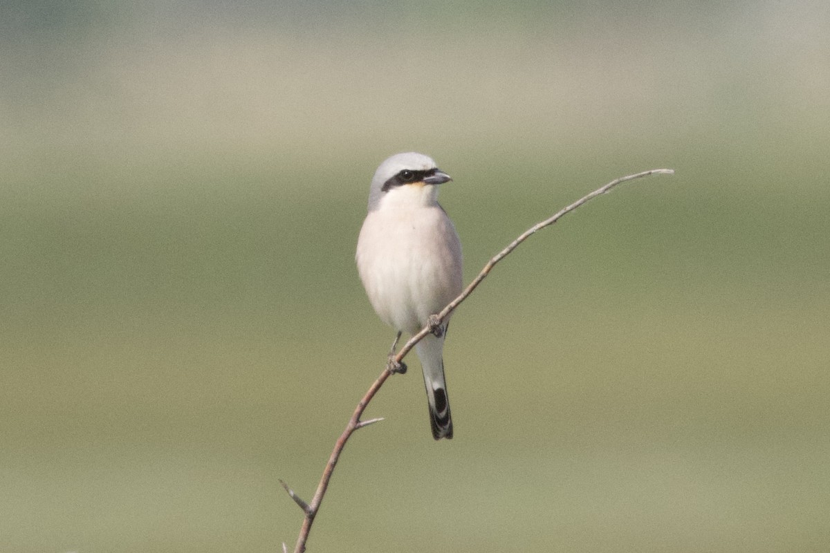Red-backed Shrike - ML657529475