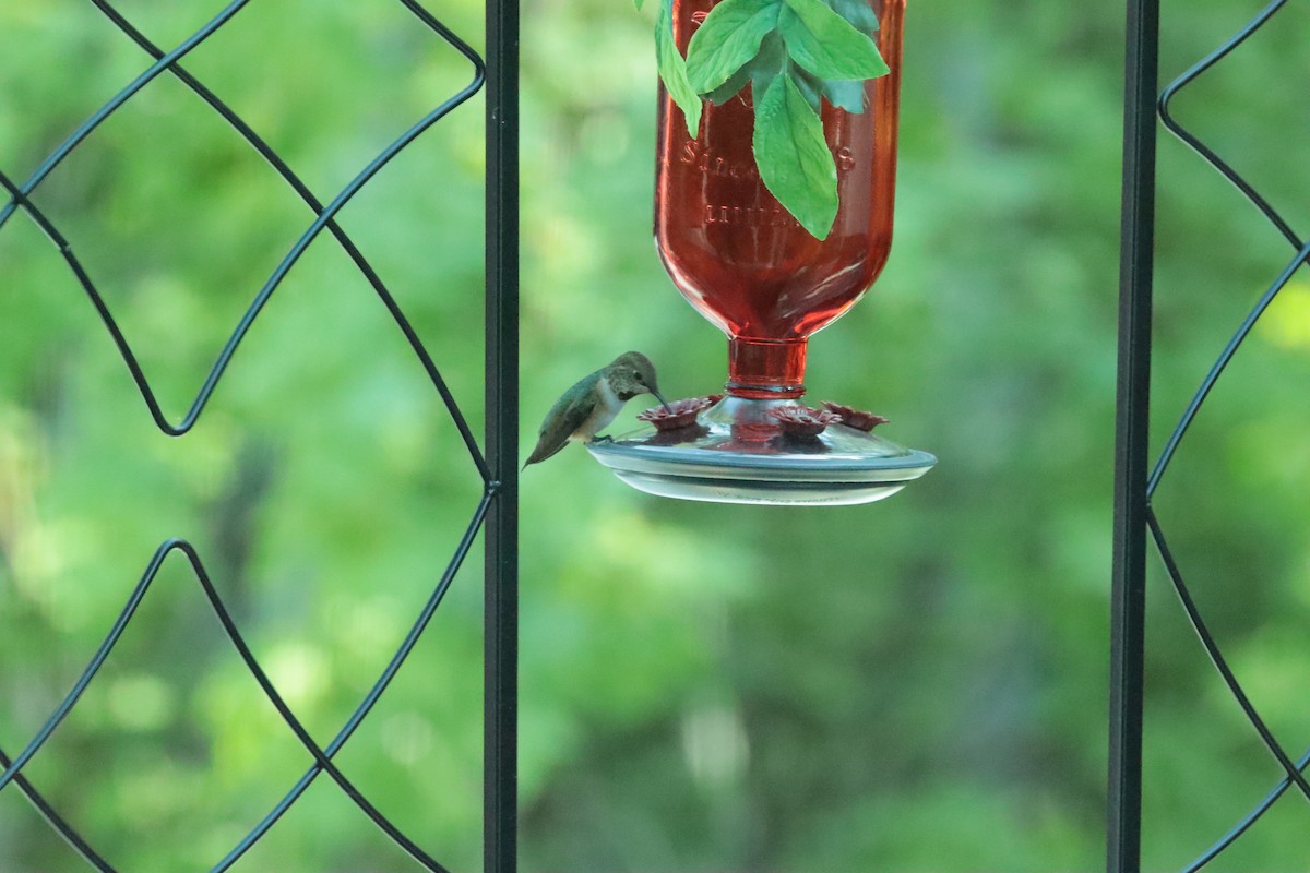 Rufous Hummingbird - ML657529478
