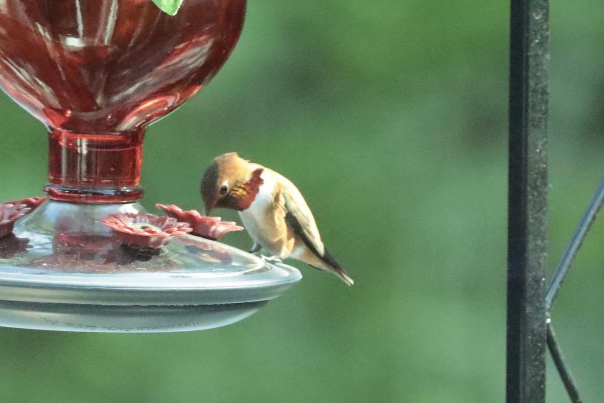 Rufous Hummingbird - ML657529479