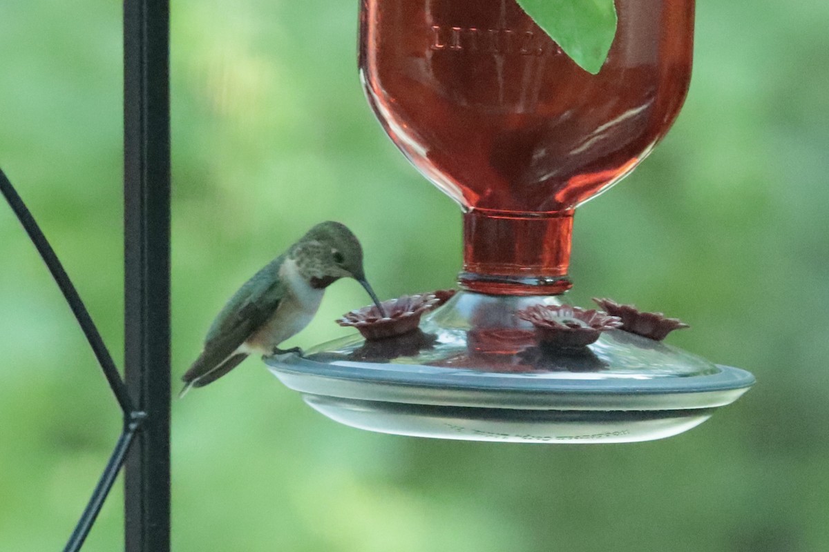 Rufous Hummingbird - ML657529480