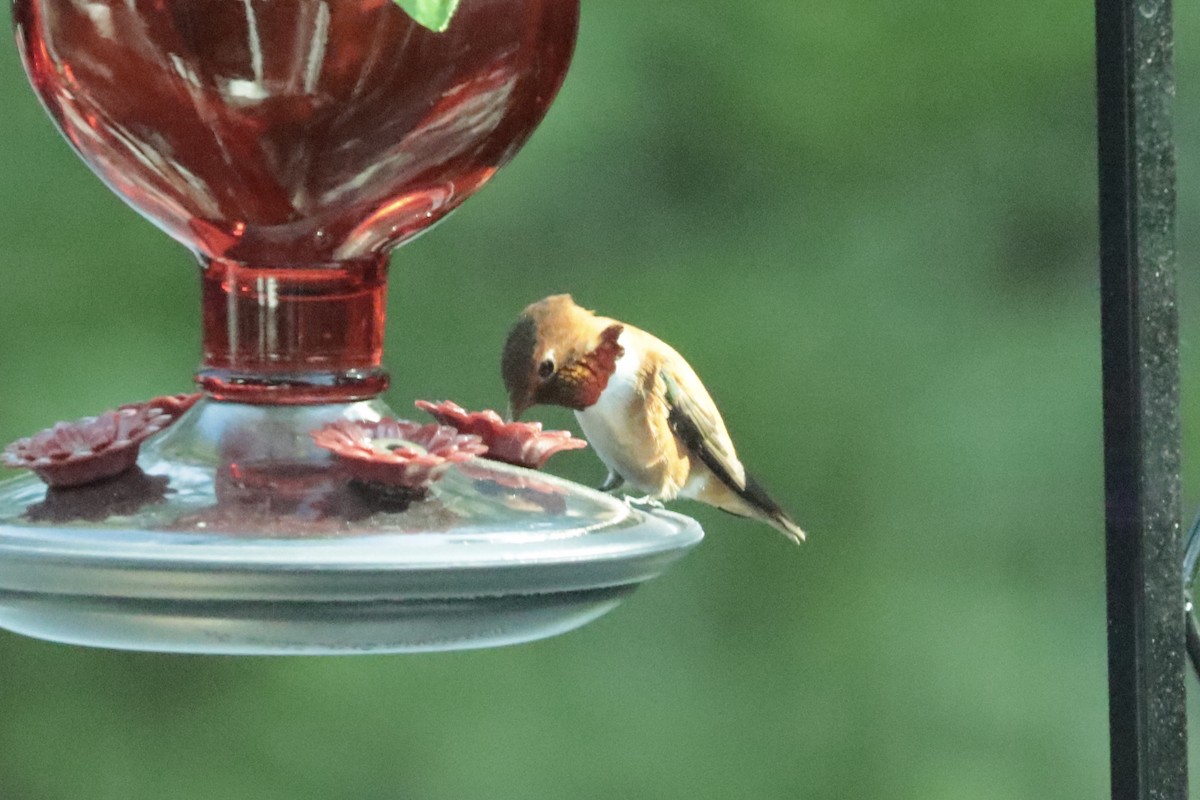 Rufous Hummingbird - ML657529481