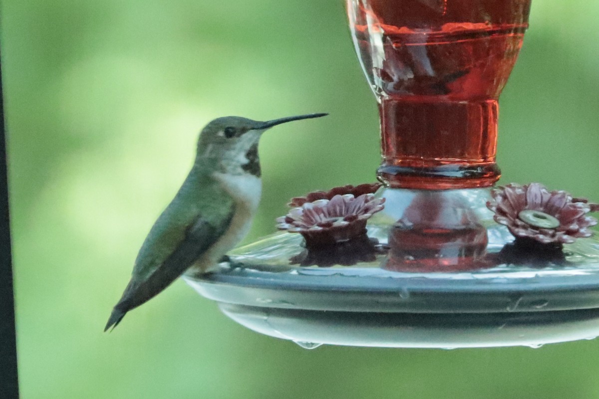 Rufous Hummingbird - ML657529482