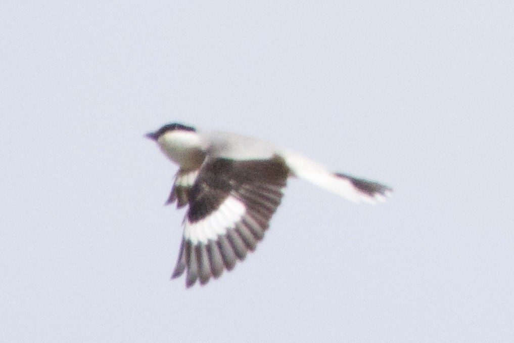 Lesser Gray Shrike - ML657529483