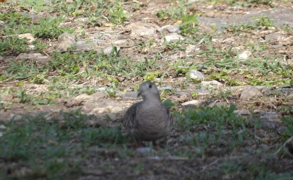 Scaled Dove - ML657529485