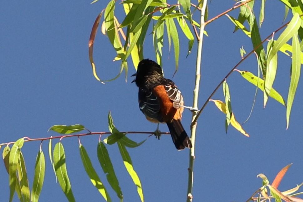 Orchard Oriole - ML657529486