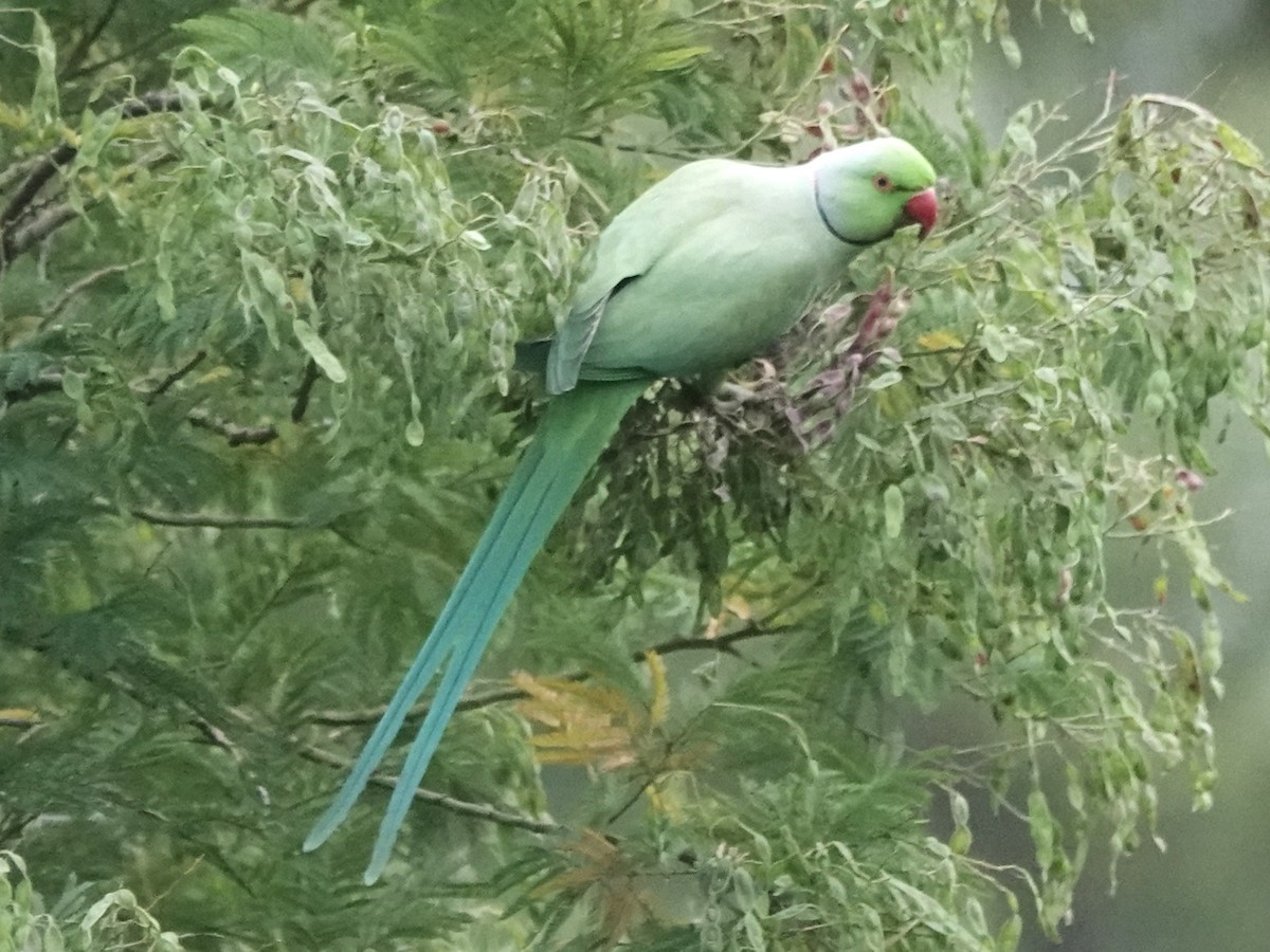 Rose-ringed Parakeet - ML657529487