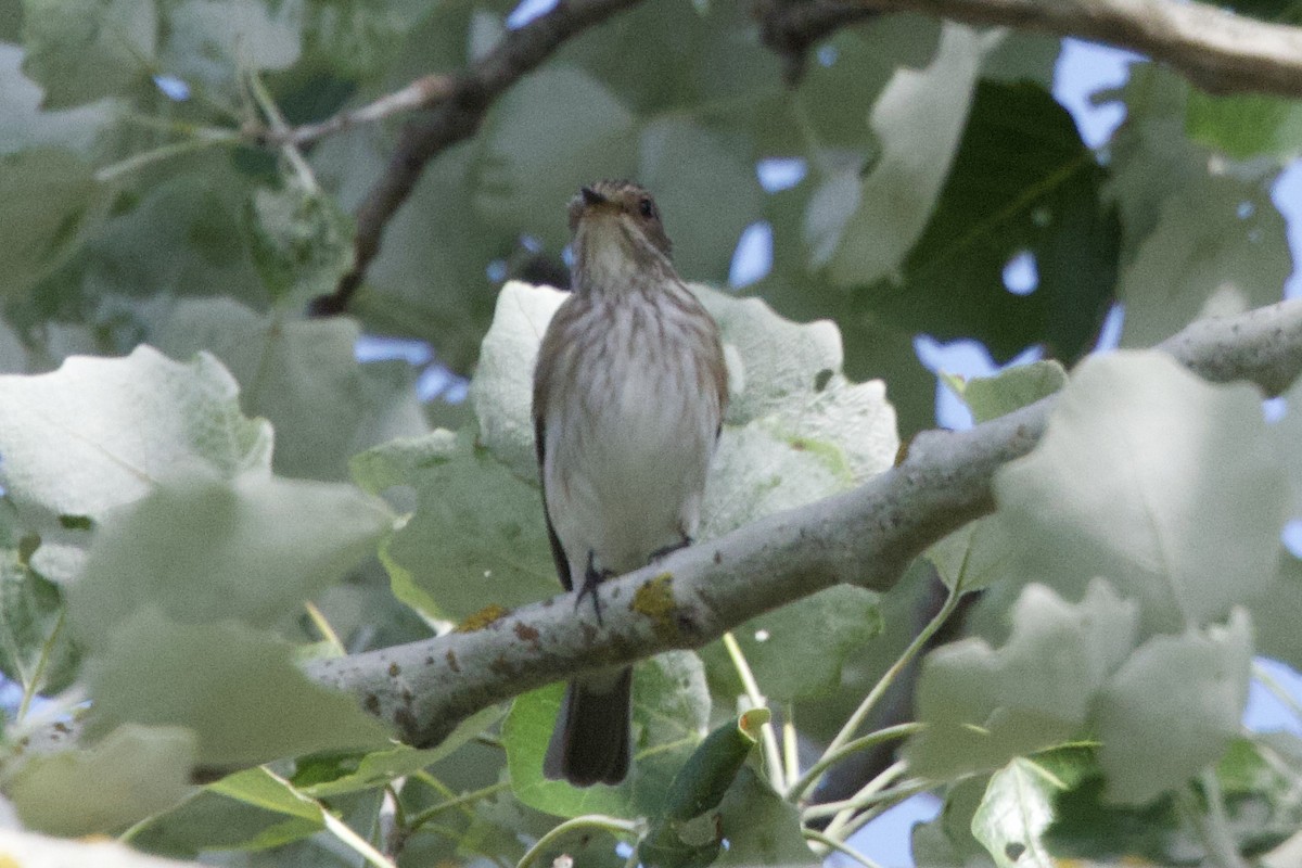 Spotted Flycatcher - ML657529491