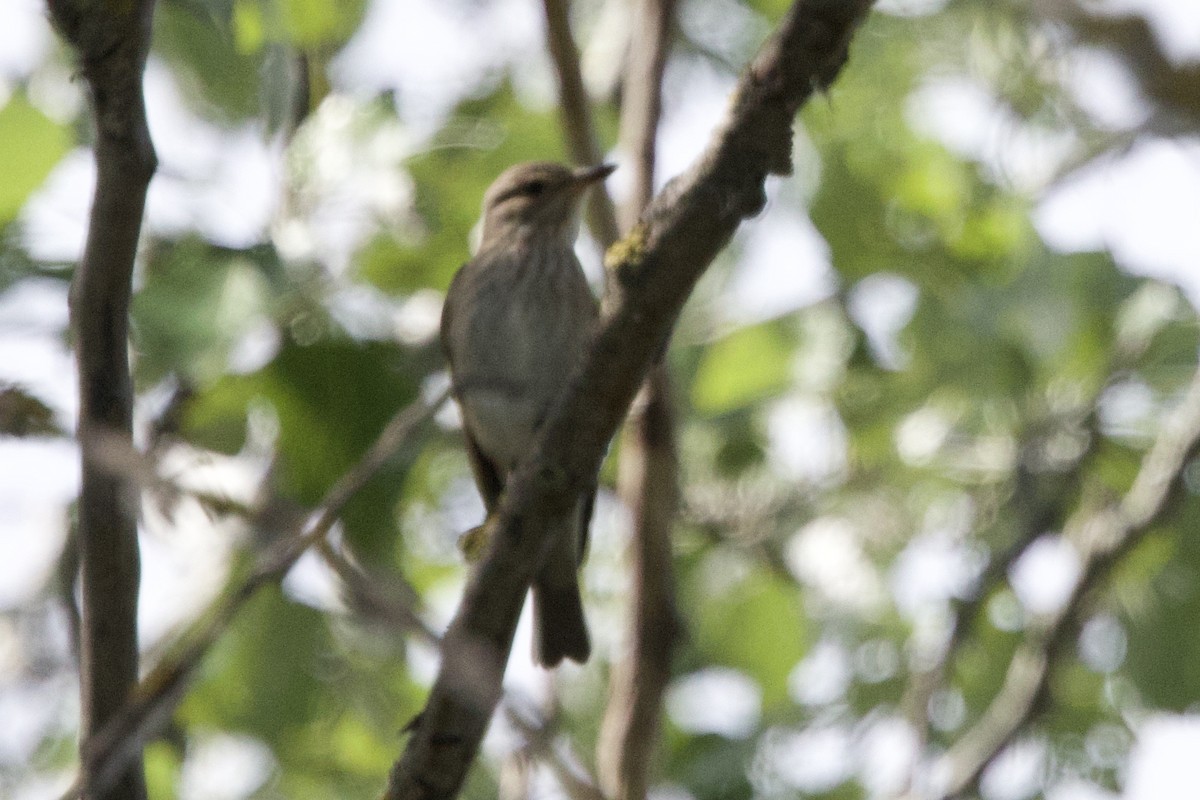 Spotted Flycatcher - ML657529492