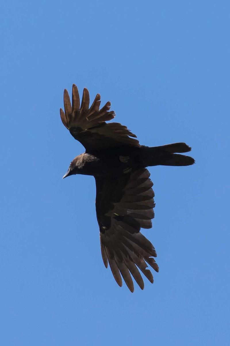 American Crow - ML657529493