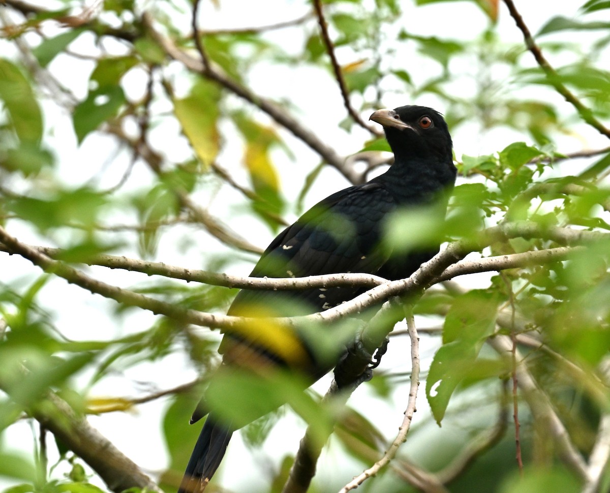 Asian Koel - ML657529494