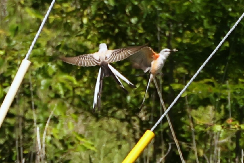 Scissor-tailed Flycatcher - ML657529495