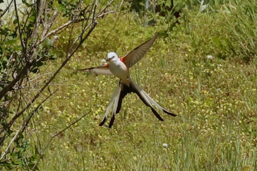 Scissor-tailed Flycatcher - ML657529496