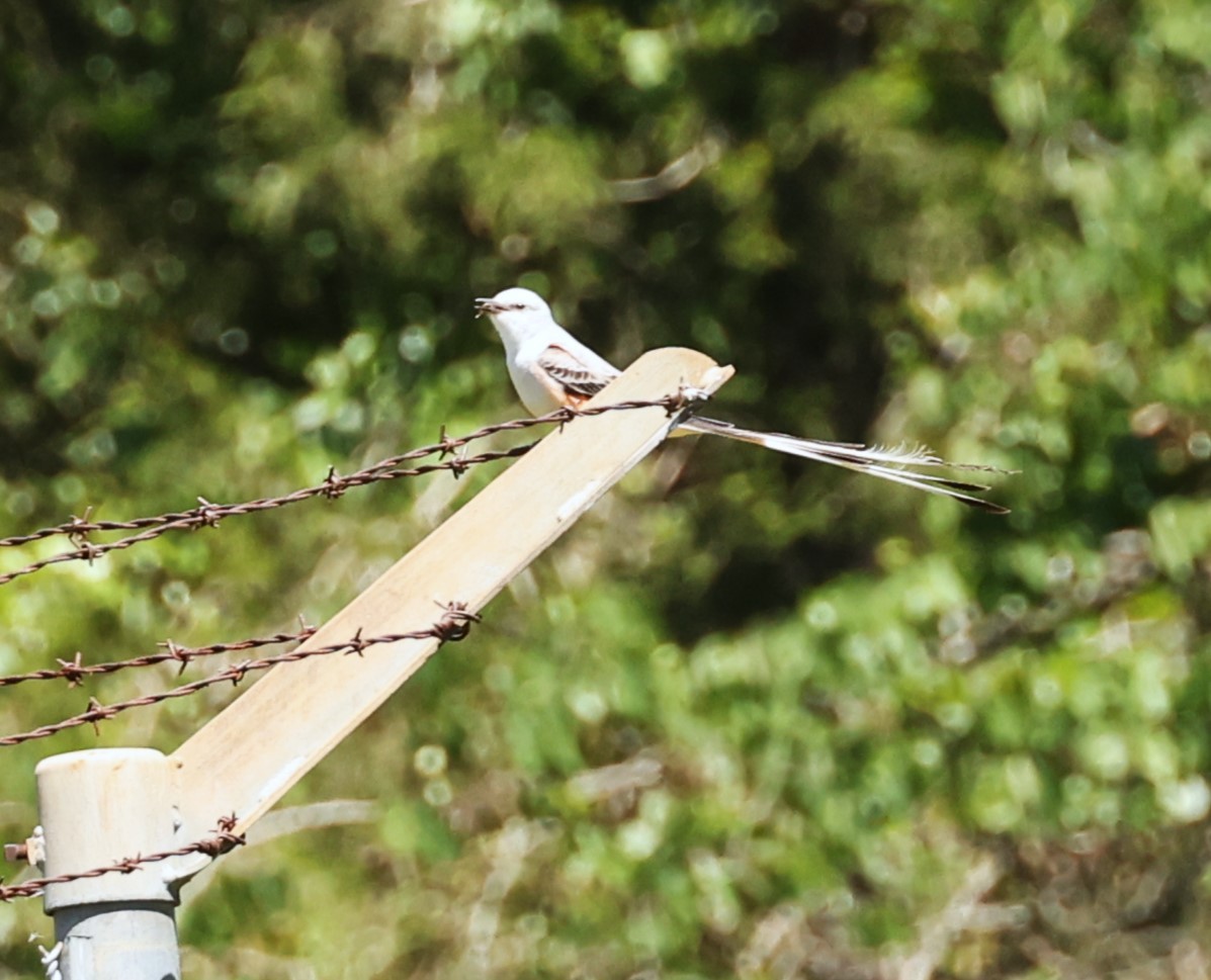 Scissor-tailed Flycatcher - ML657529497
