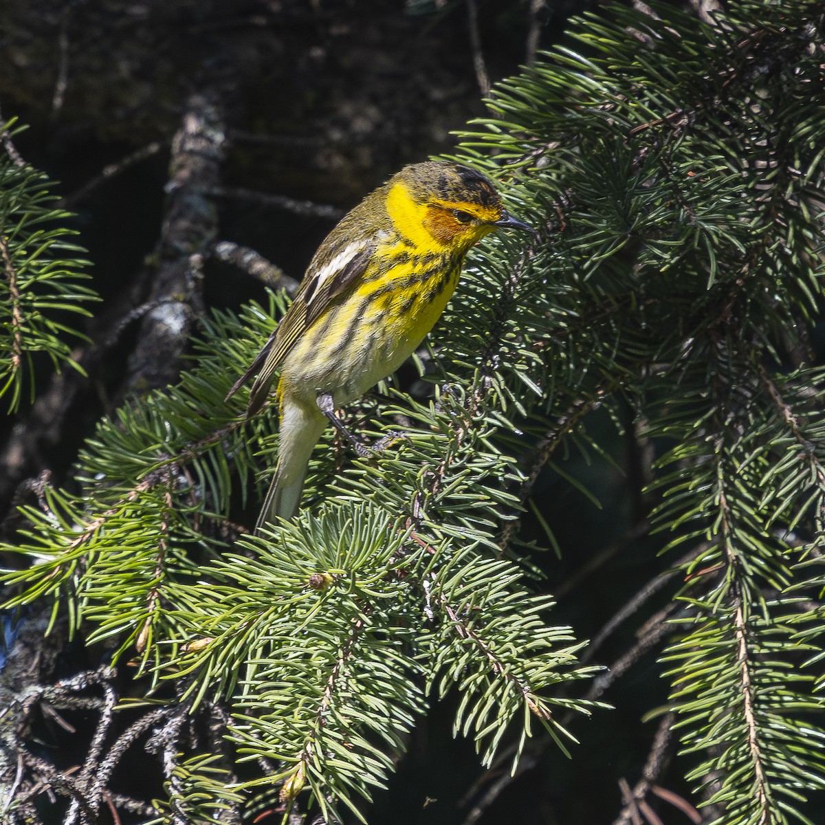 Cape May Warbler - ML657529498