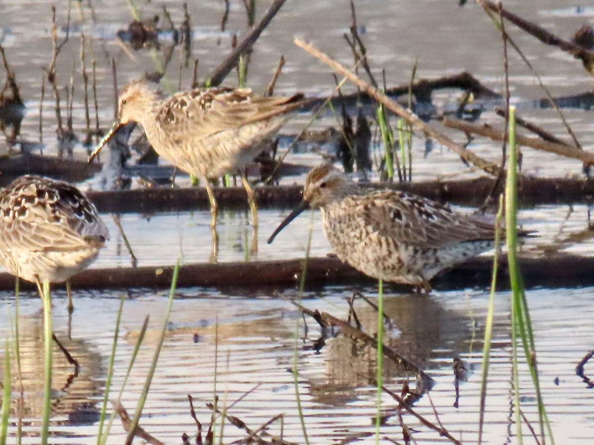 Stilt Sandpiper - ML657529499