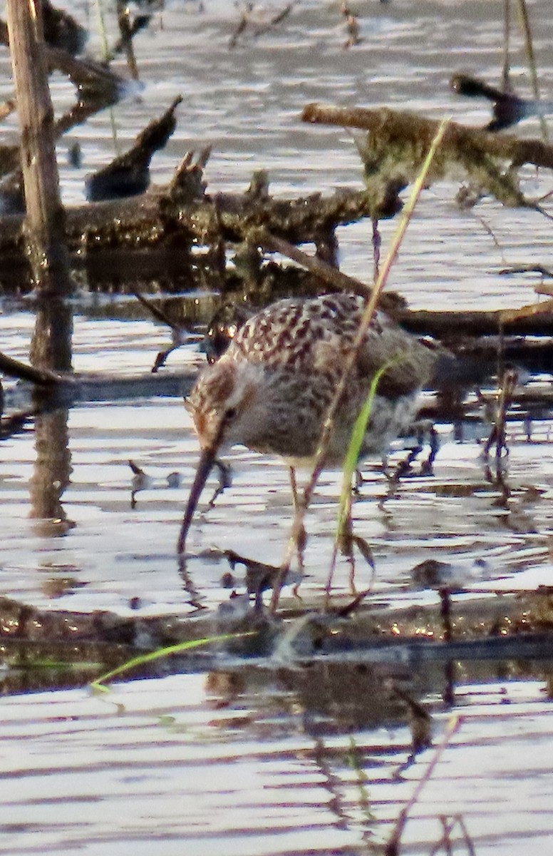 Stilt Sandpiper - ML657529500
