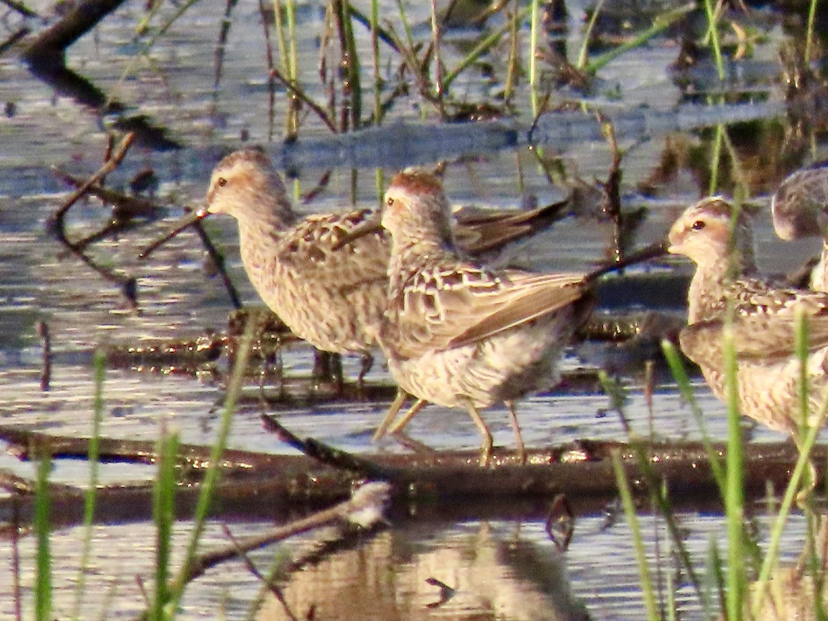 Stilt Sandpiper - ML657529501