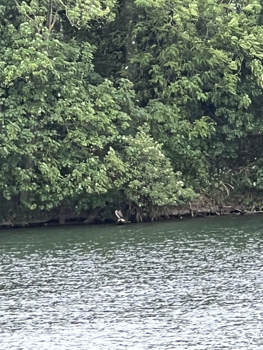 Great Cormorant - ML657529502