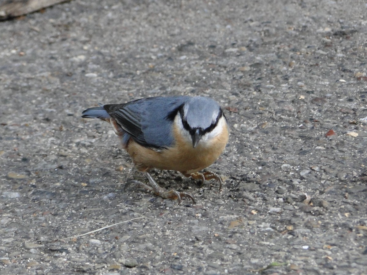 Garrapo eurasiarra - ML657529721