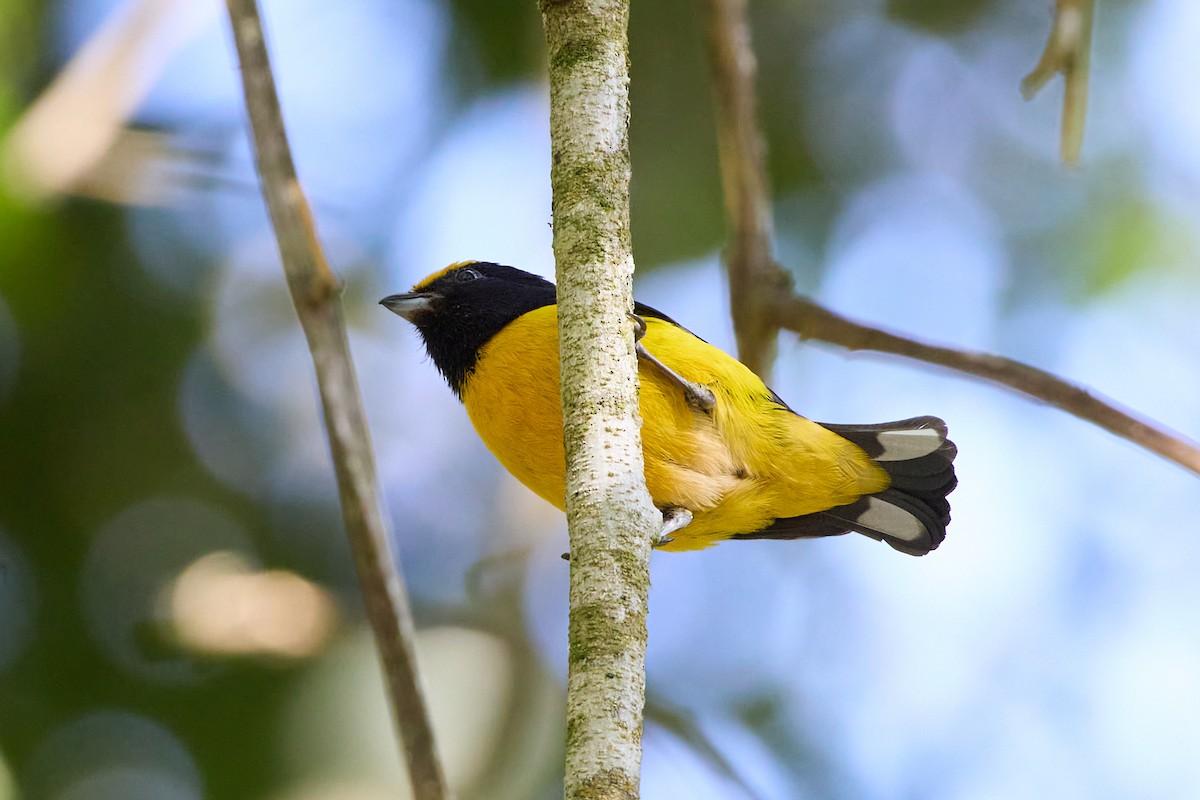 Orange-bellied Euphonia - ML657529847