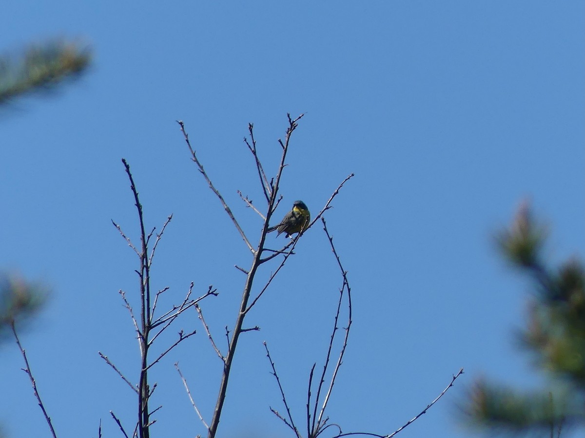 Kirtland's Warbler - ML657529886