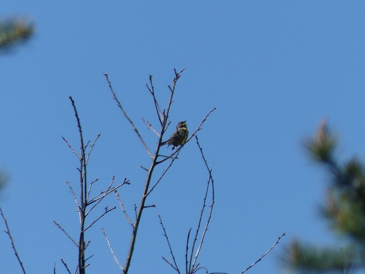 Kirtland's Warbler - ML657529887