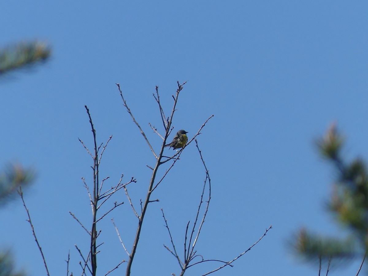 Kirtland's Warbler - ML657529888