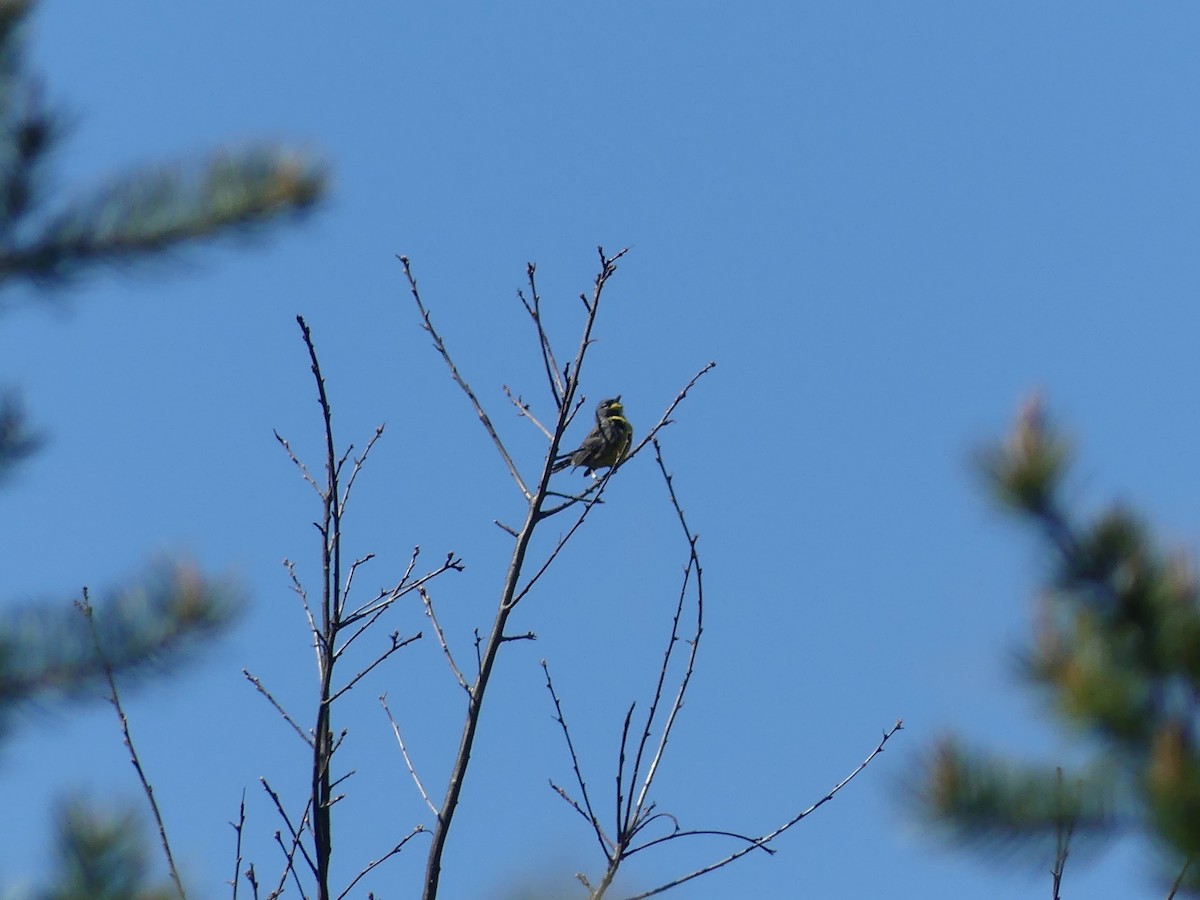 Kirtland's Warbler - ML657529889
