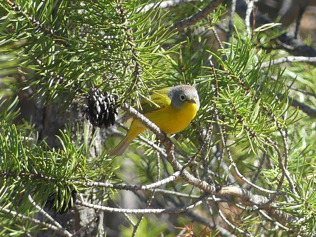 Nashville Warbler - ML657529912