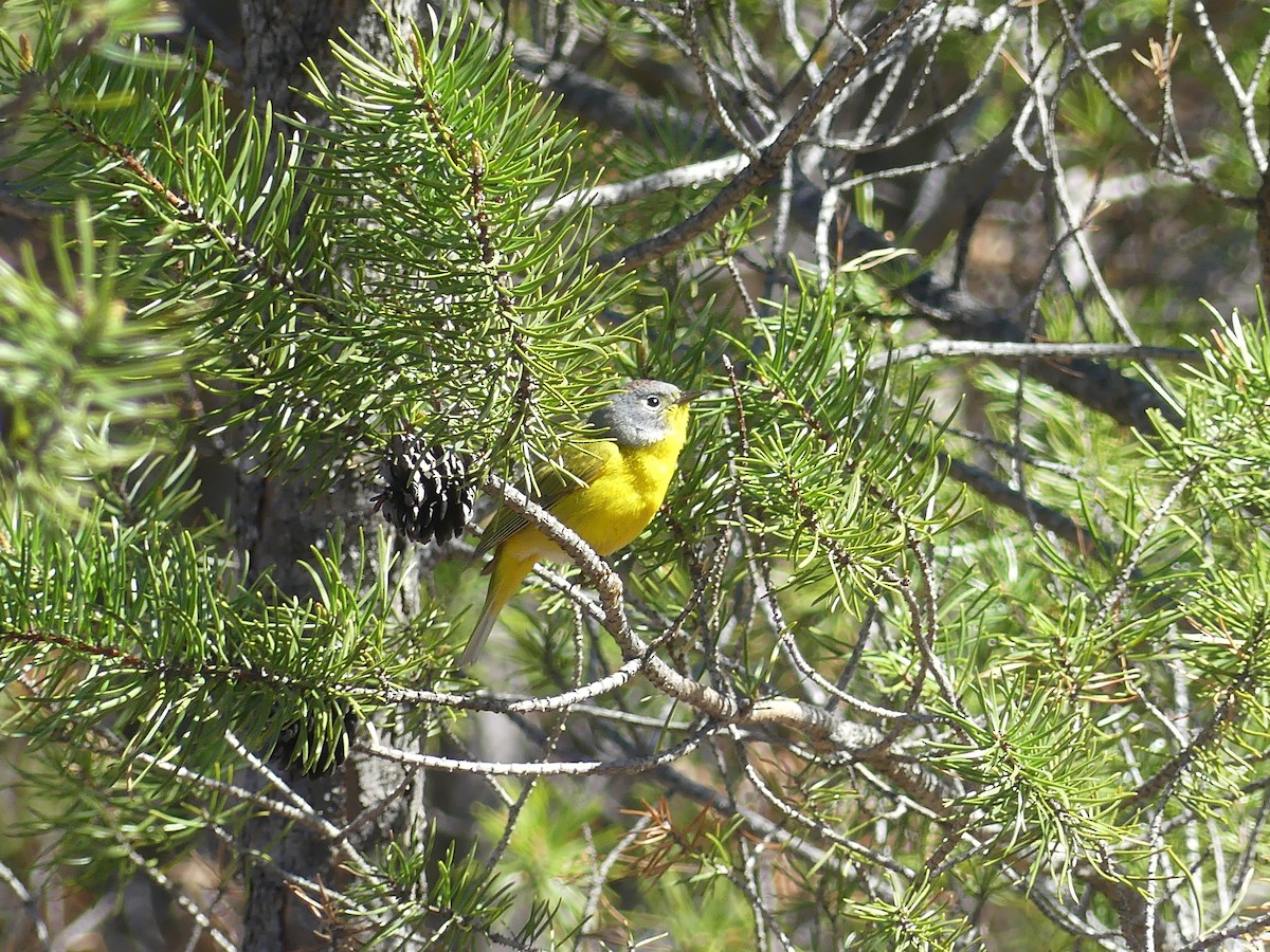 Nashville Warbler - ML657529913