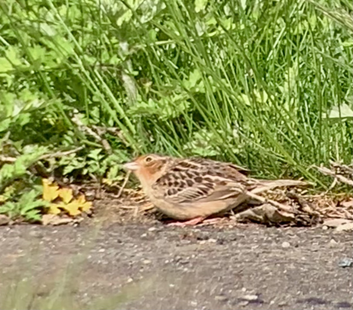 Grasshopper Sparrow - ML657530240