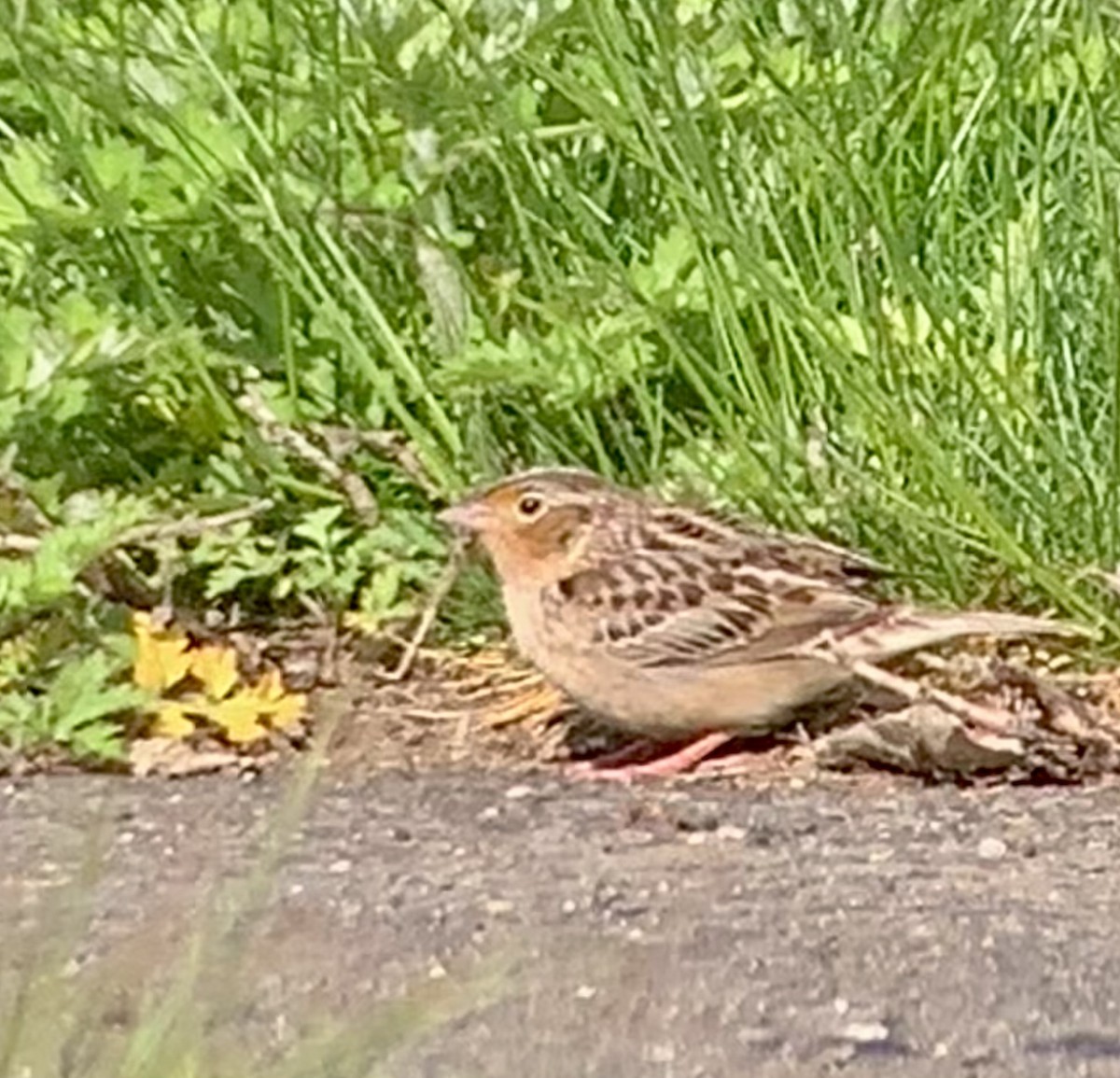 Grasshopper Sparrow - ML657530241